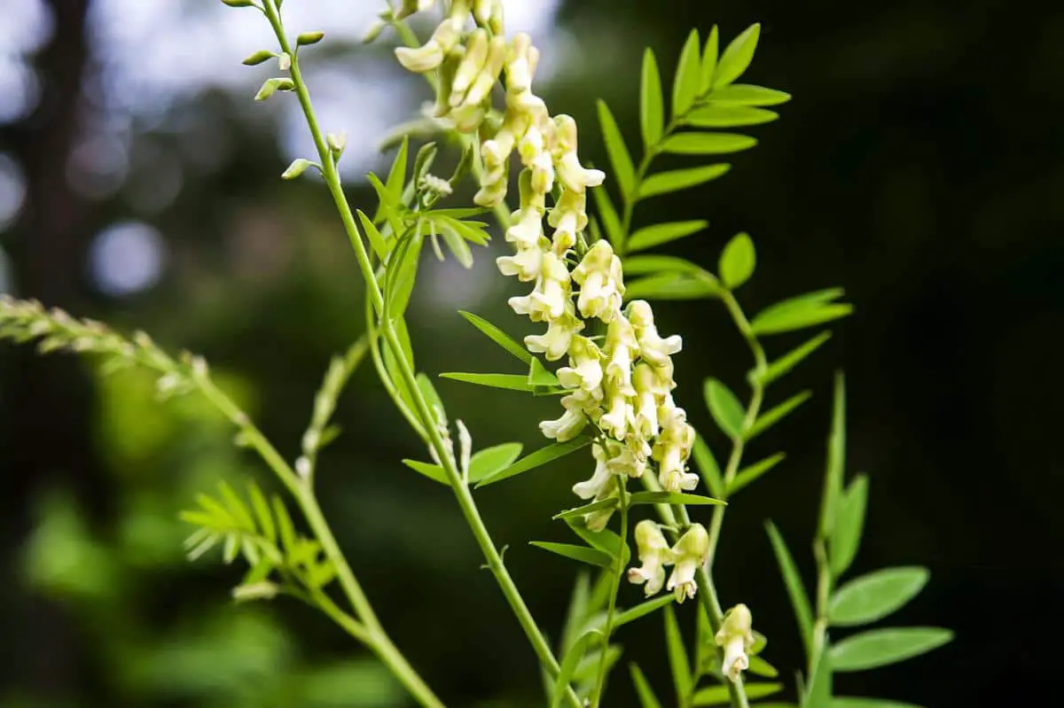 +7 types of Sophora and their care