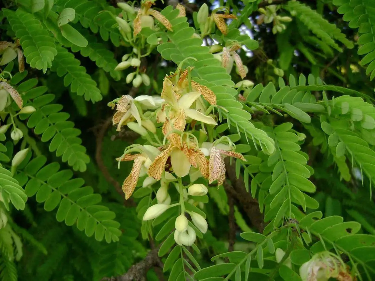 Tamarind (Tamarindus indica) | Gardening On