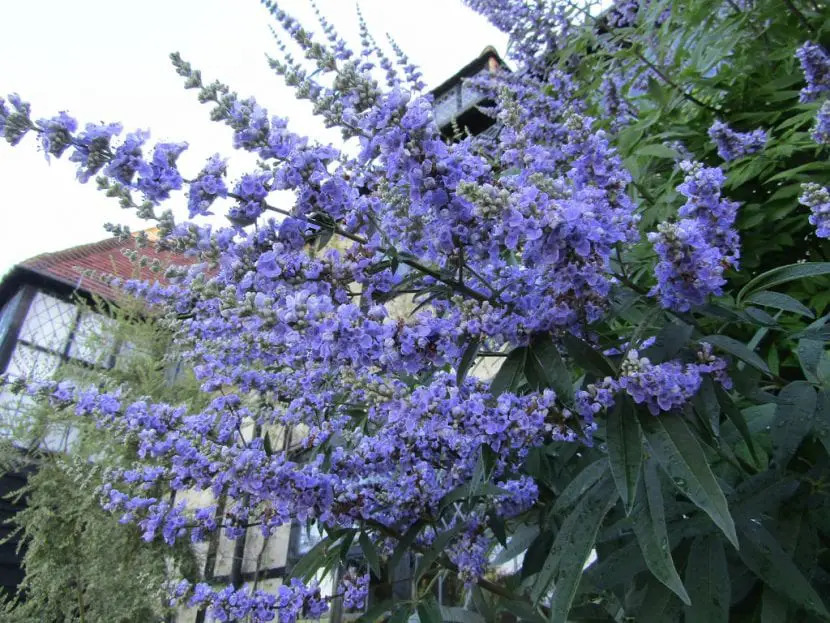 Vitex agnus-castus, the most decorative medicinal shrub