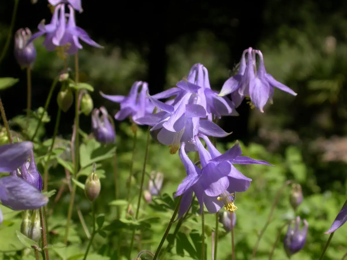 Aquilegia: ornamental plants with lots of color