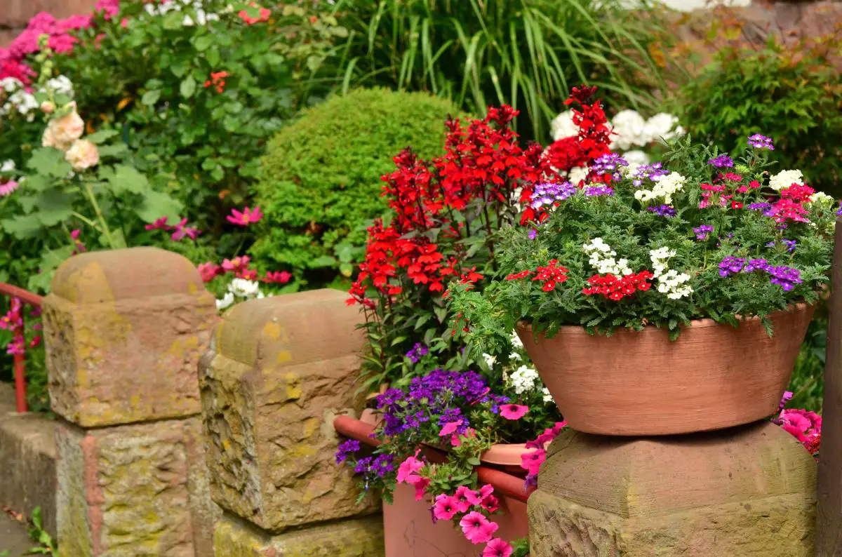 9 flowering plants for pots