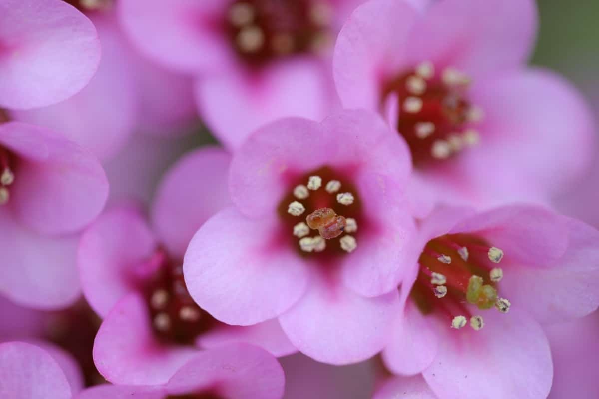 10 plants with pink flowers to grow in pots or in the garden