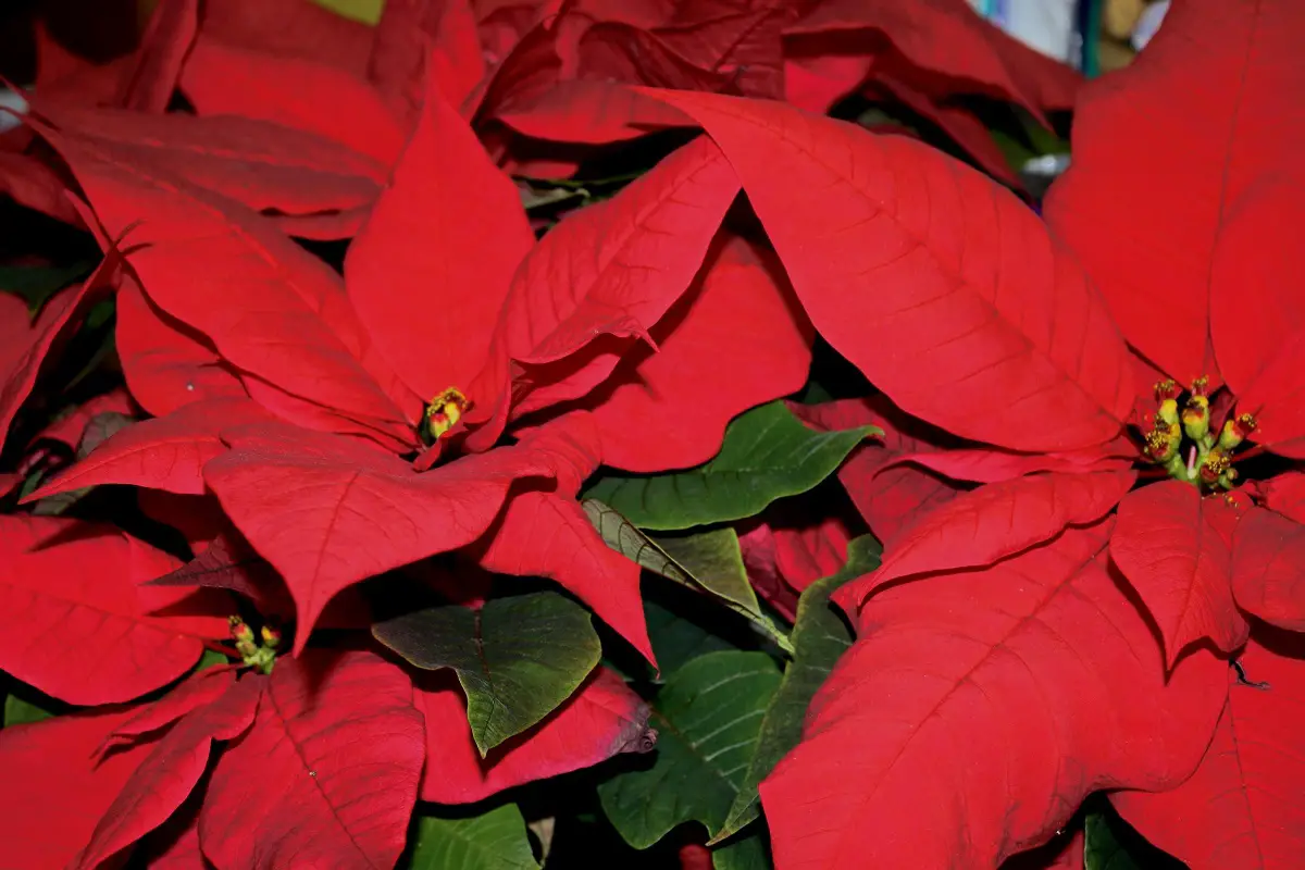 All about pruning the poinsettia