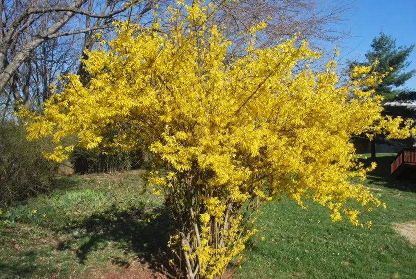 Forsythia, a shrub with beautiful and fragrant flowers