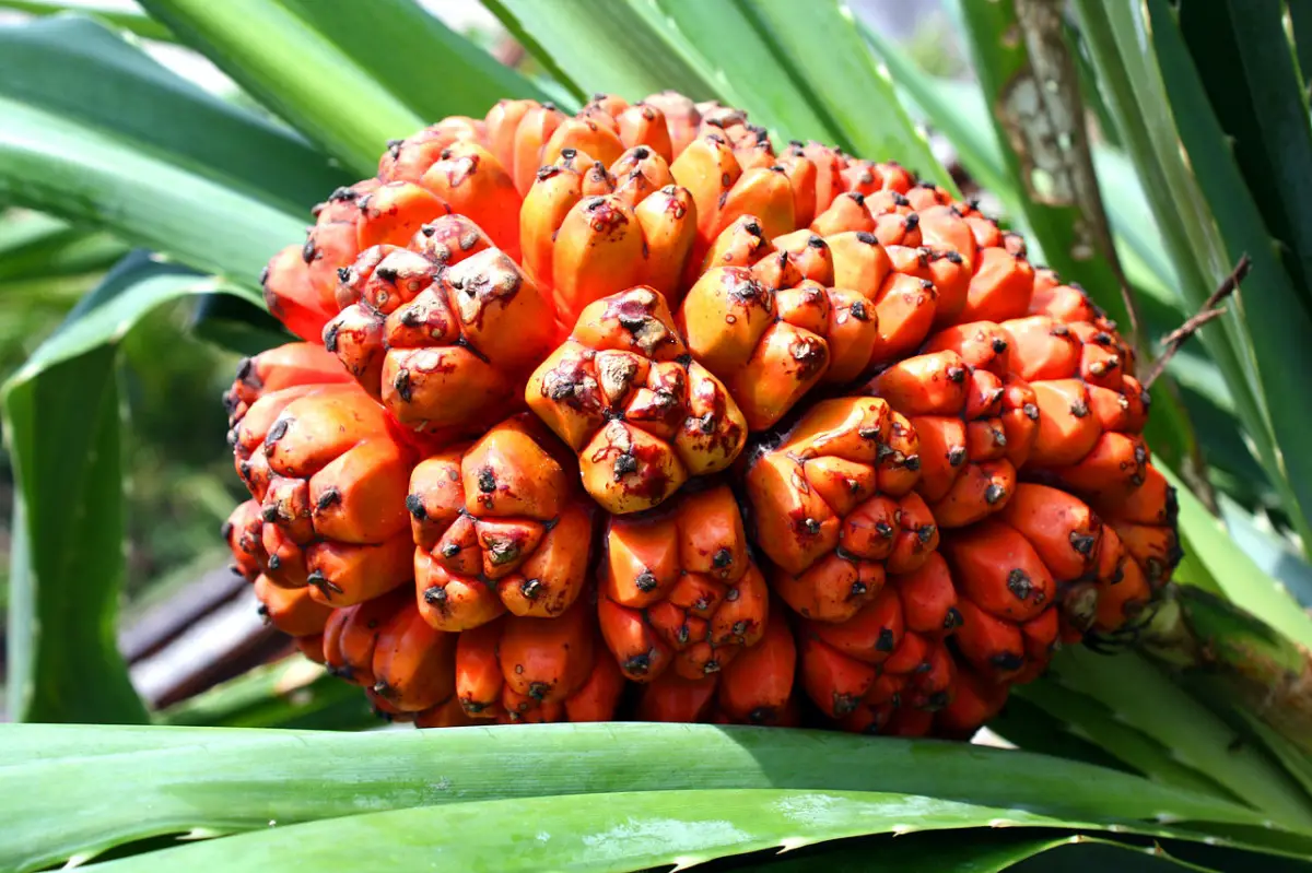 The hala fruit, the strangest in the world