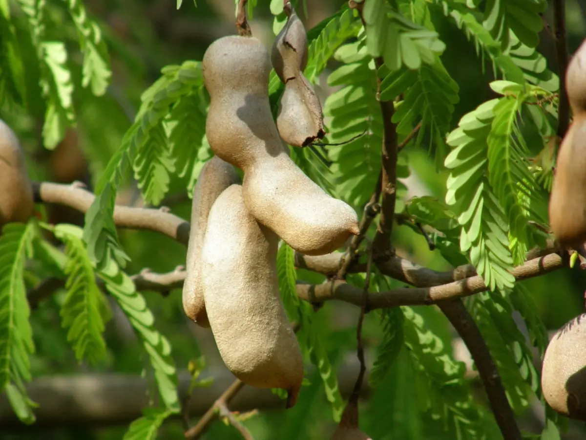 Is it possible to have a tamarind tree in Spain?