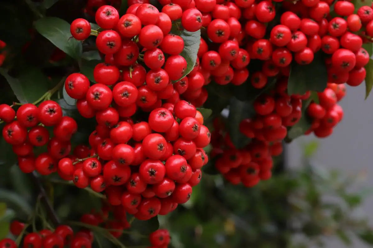 Pyracantha: species, care and more