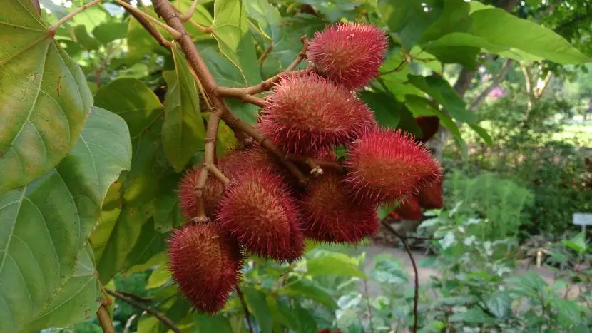 Achiote: characteristics, care and more