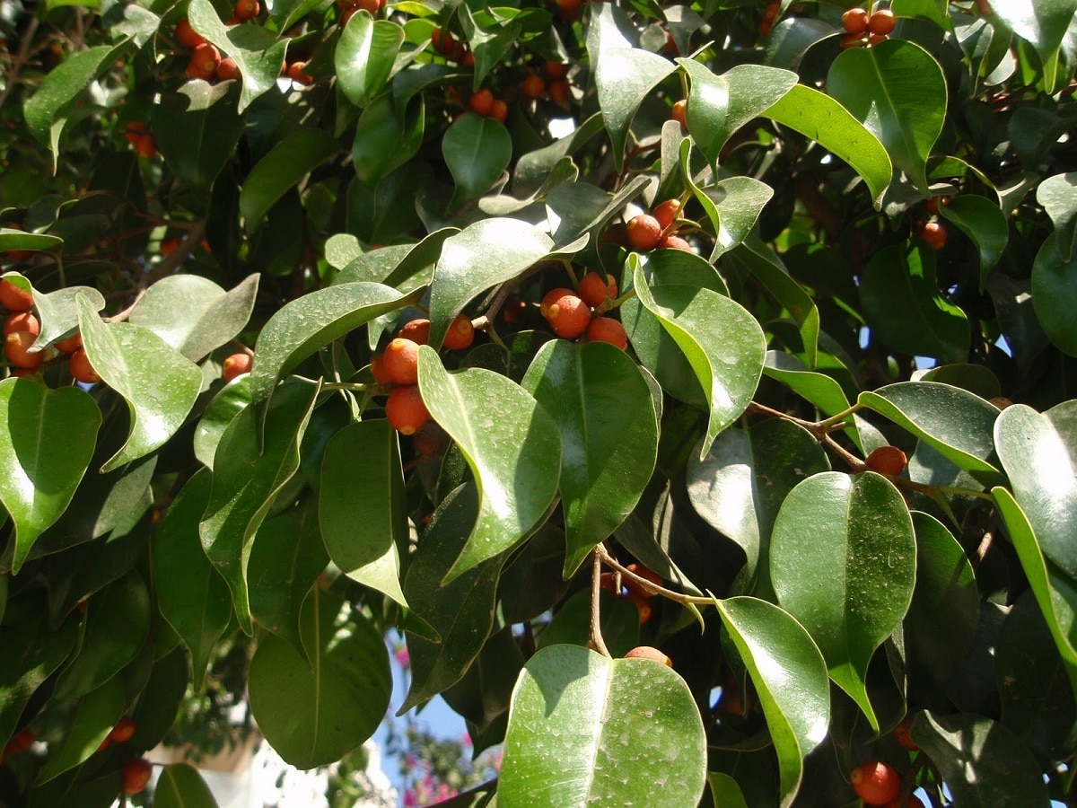 Ficus Benjamina Care | Gardening On