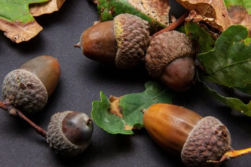 What is oak fruit like and how is it sown?