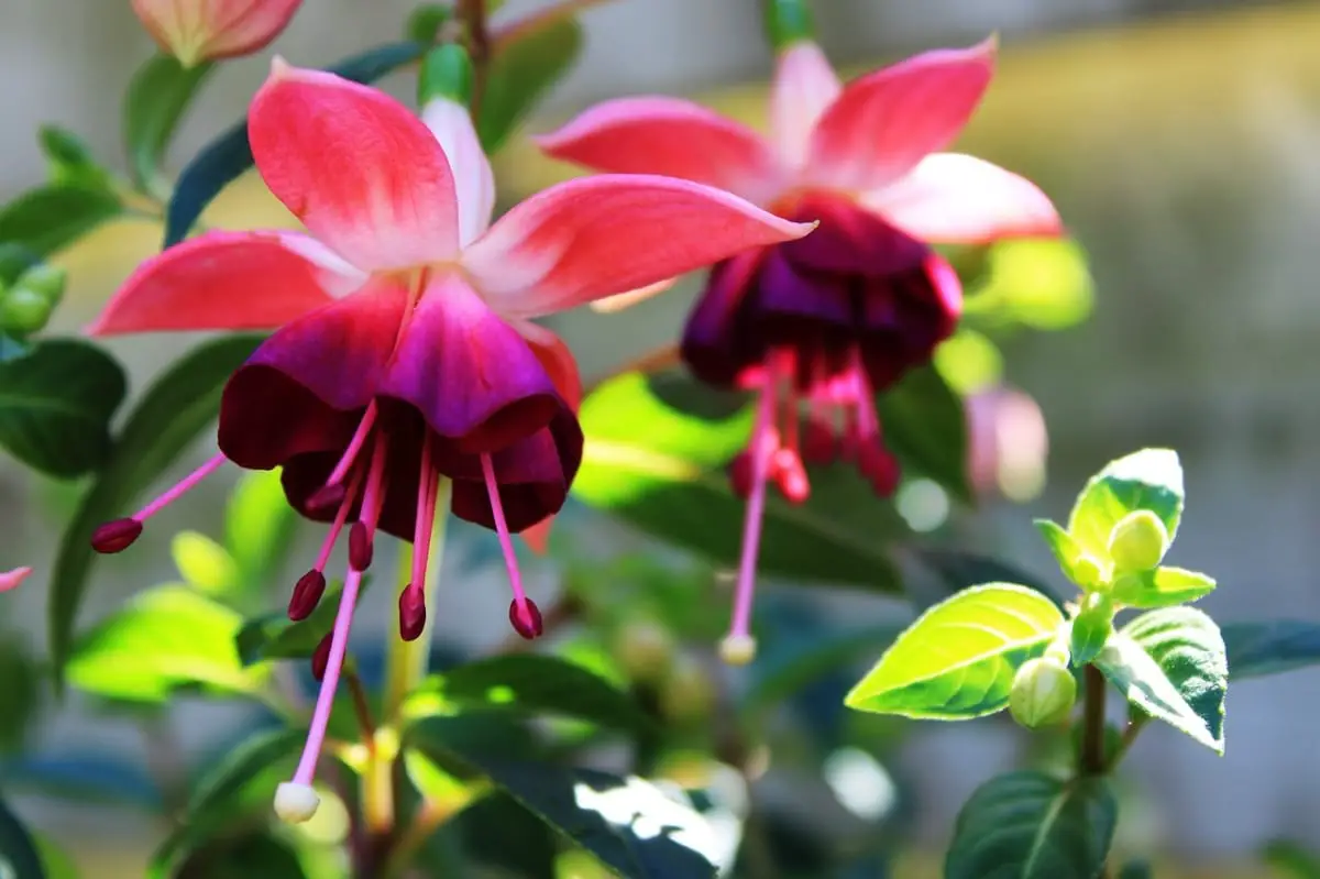 10 Bell-shaped Flowering Plants | Gardening On
