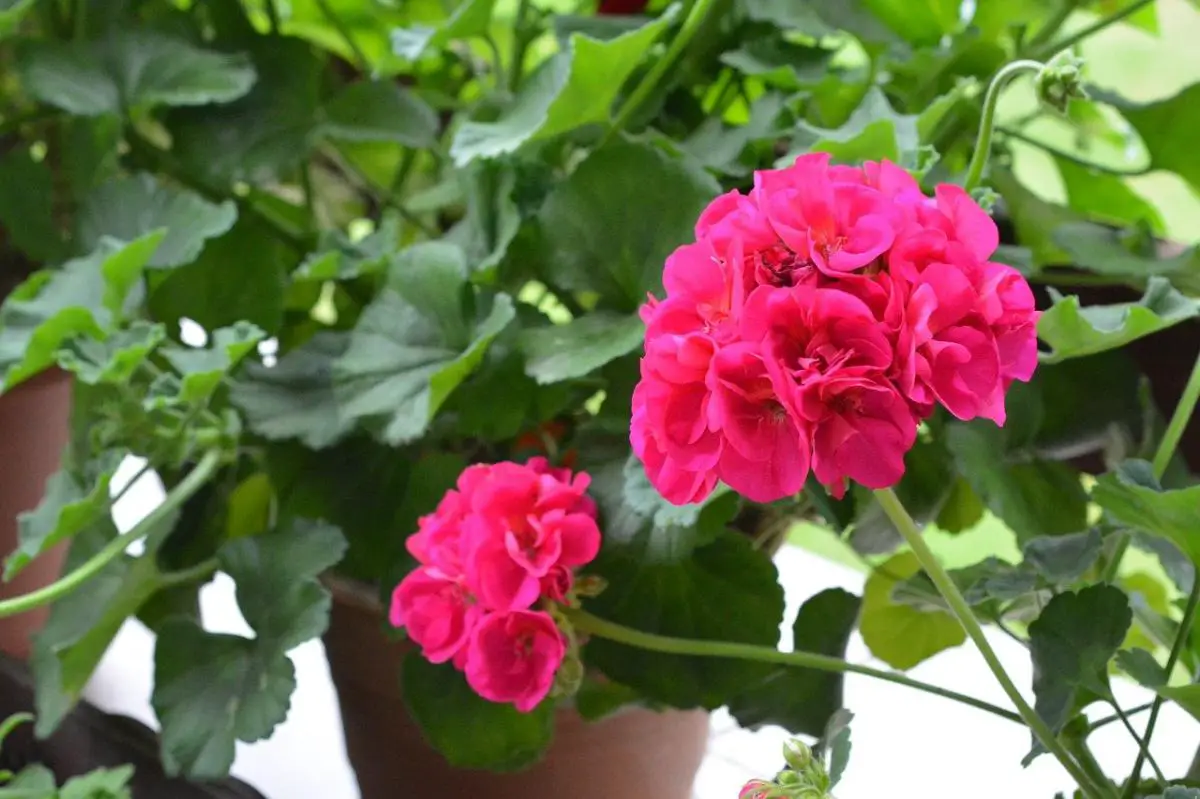 What is the difference between geranium and gitanilla?
