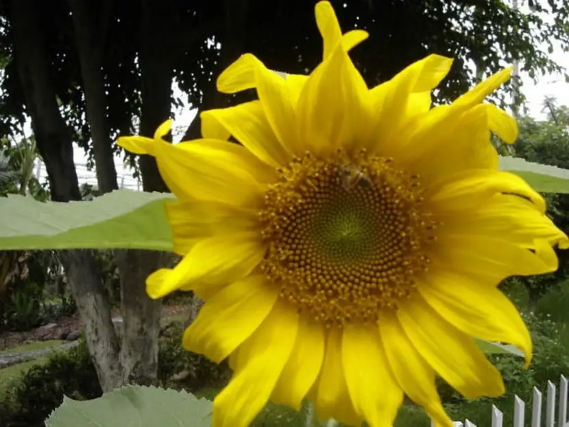 How to plant sunflowers at home
