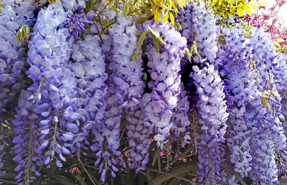 How do you care for potted wisteria?