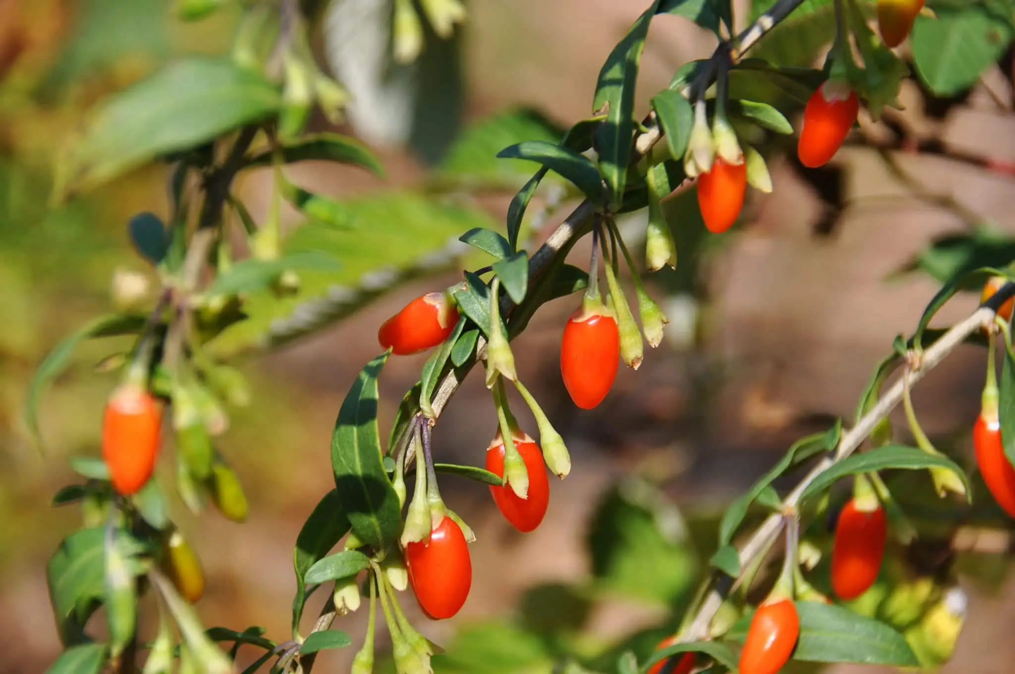 Growing, Harvesting and Drying Goji Berries