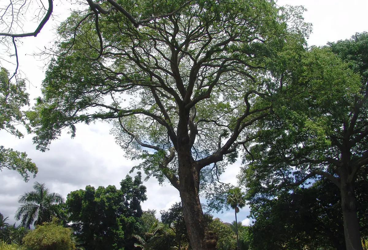 Guanacaste Tree: Common Names, Where to Find It, and Uses