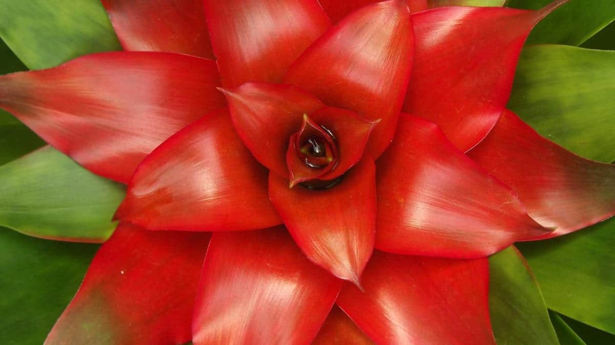 8 types of Guzmania and their basic care