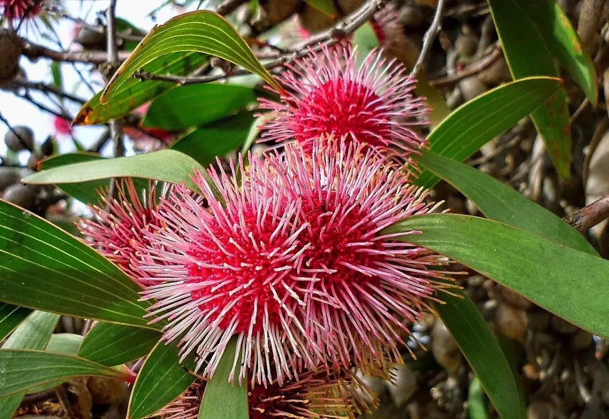 Characteristics, cultivation and care of the Hakea Laurina plant