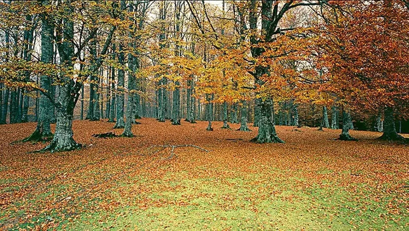 What is a beech forest? Beech trees in Spain