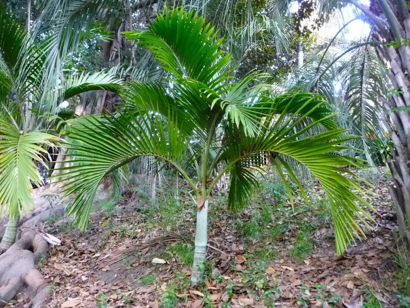 Hedyscepe canterburyana, a palm tree that has nothing to envy the coconut tree