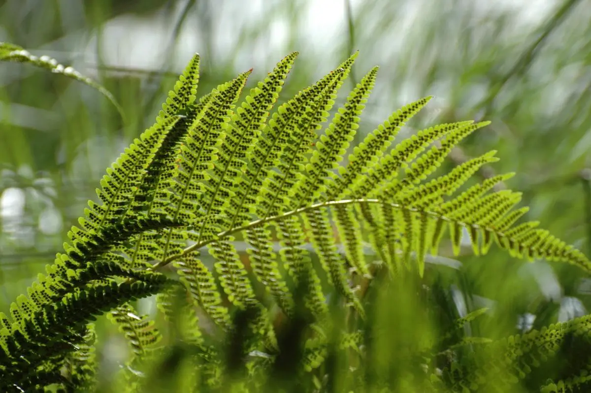 10 hanging ferns to have indoors or outdoors