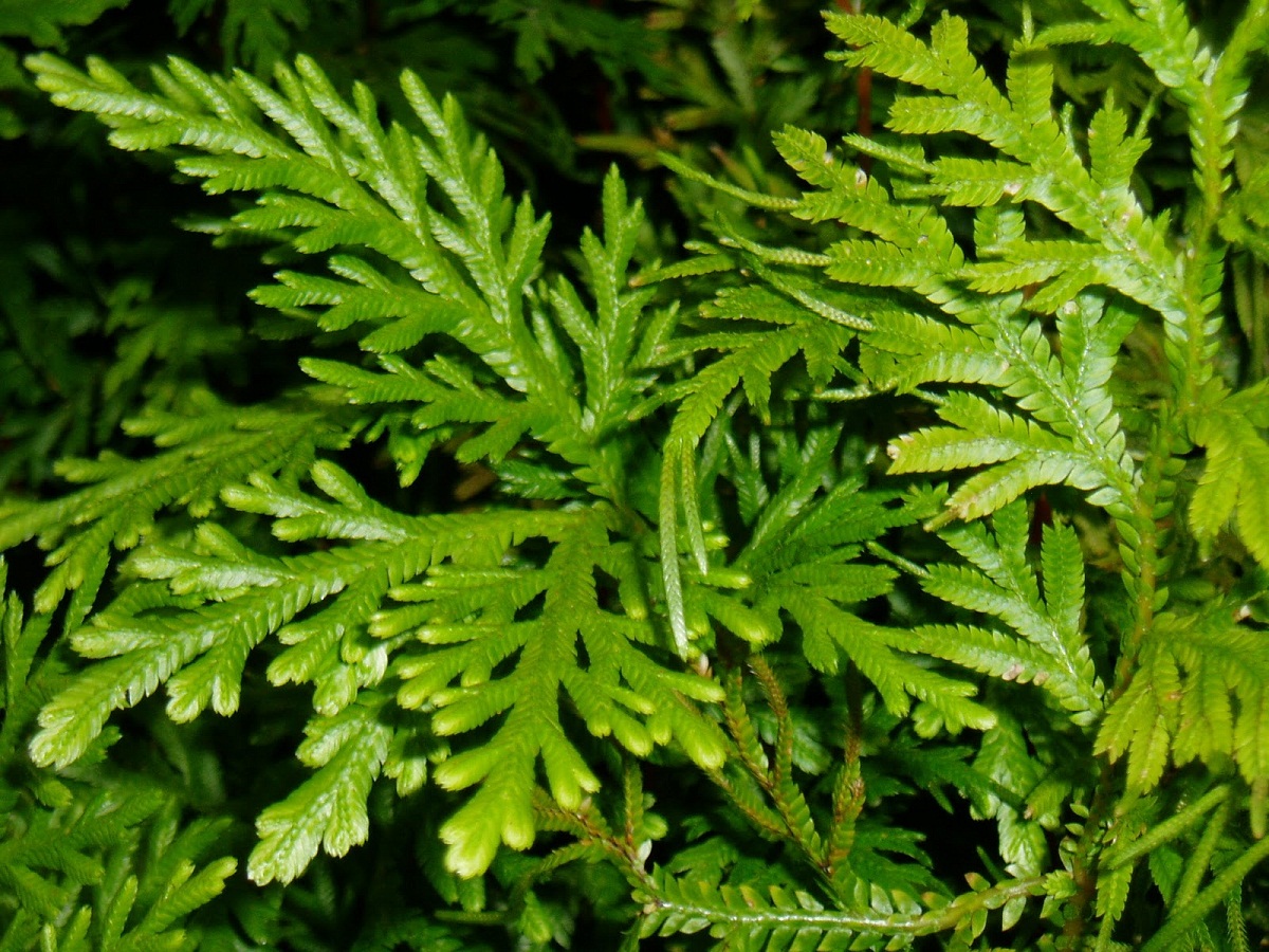 The Selaginella: A fern-like plant with a great green color