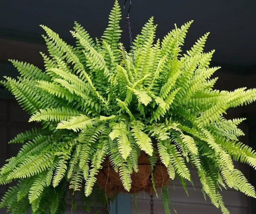 Potted ferns