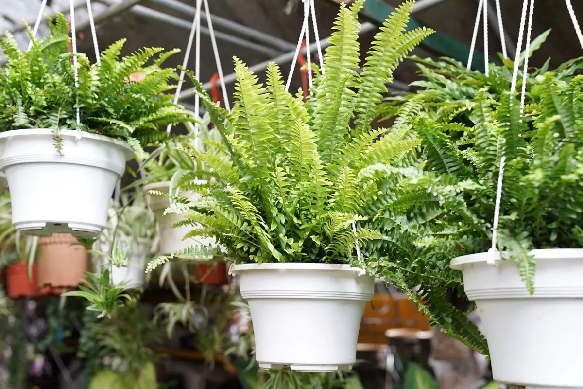 Indoor ferns: care and types