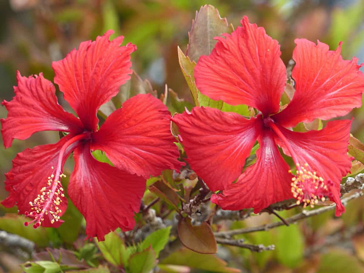 8 types of Hibiscus you should know