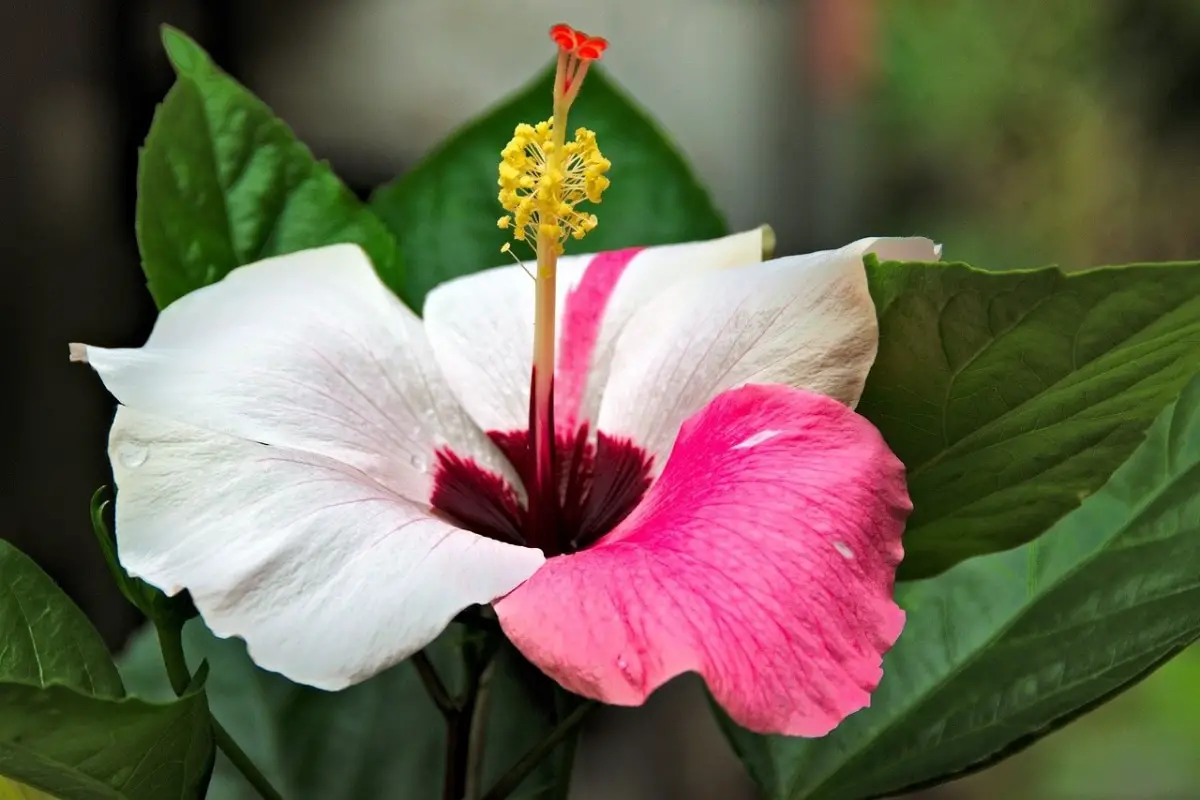 All about Hibiscus, wonderful plants