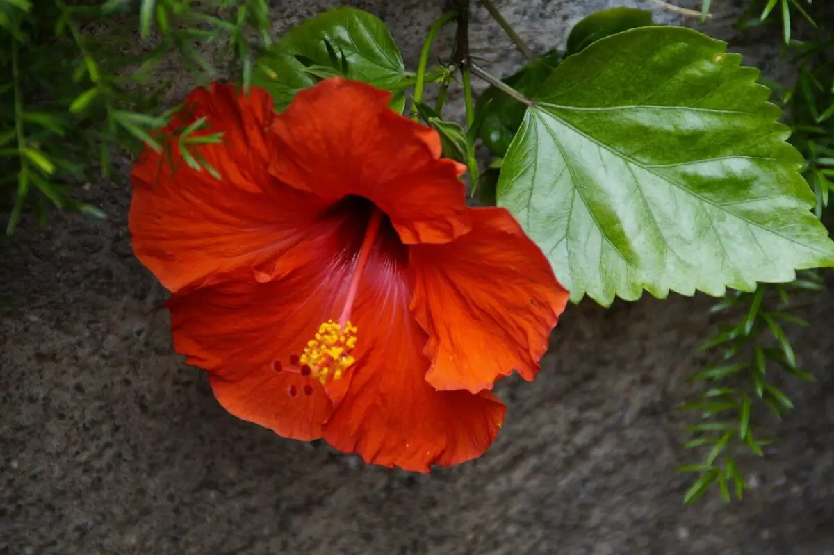 How to care for hibiscus in winter?