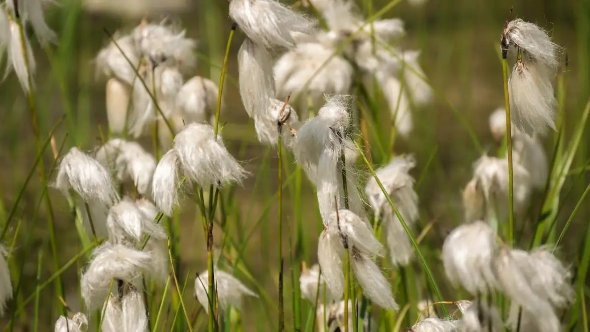 Eriophorum angustifolium: complete record of the cotton grass