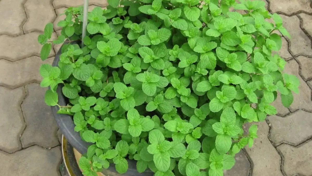 Peppermint care | Gardening On