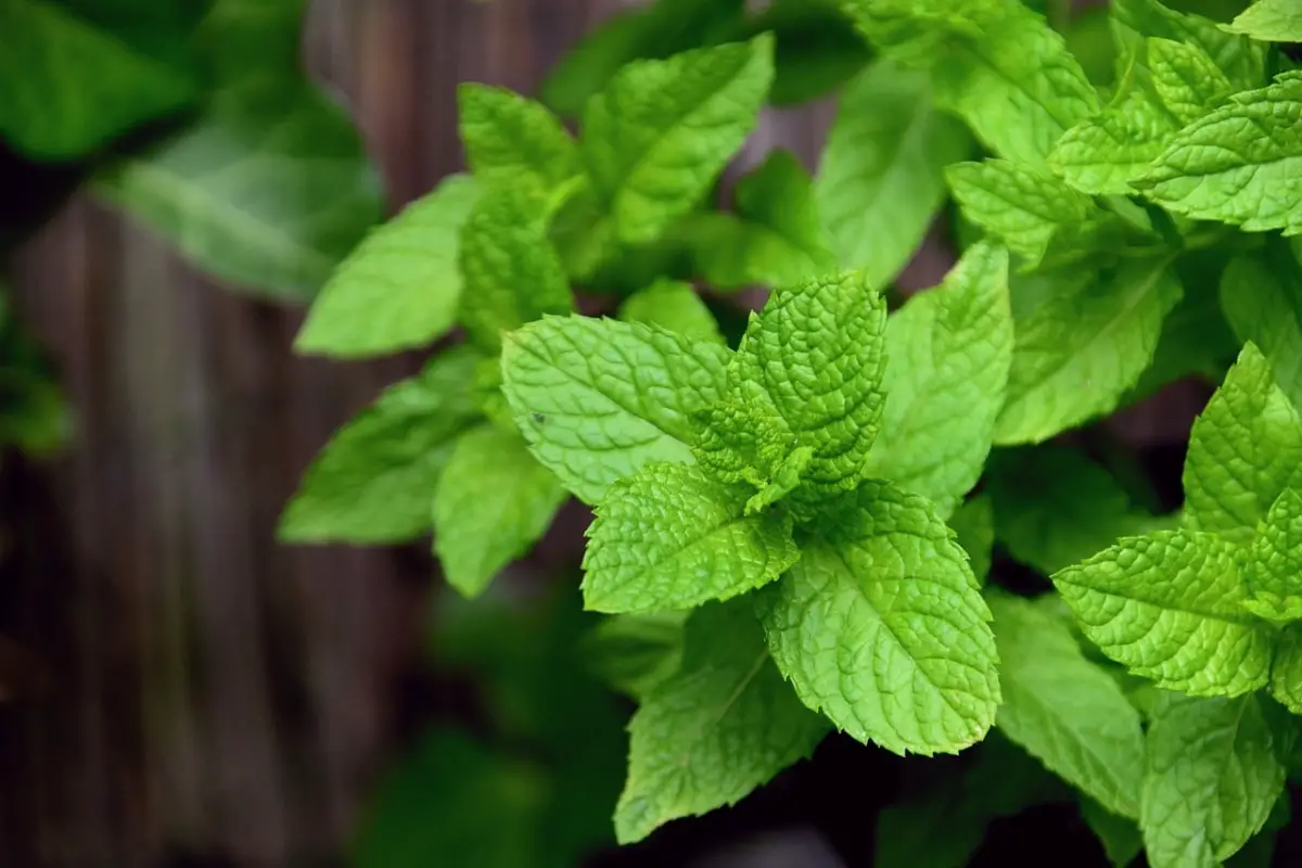 How to recover a peppermint with yellow leaves?