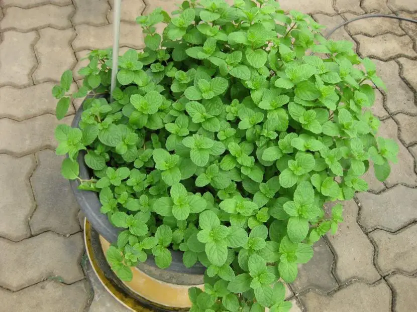 Tips for growing aromatic herbs in pots