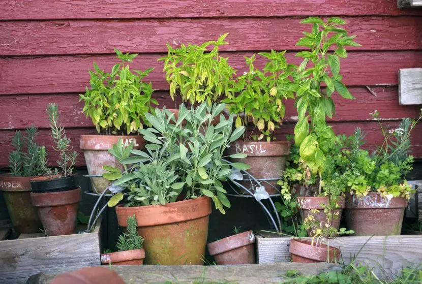 How to grow potted herbs