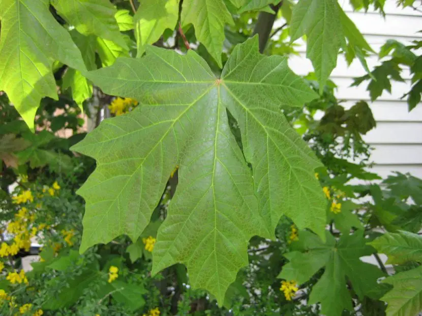 Acer macrophyllum, the big leaf maple