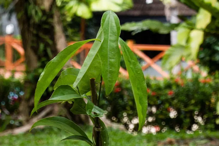 Cassia (Cinnamomum Cassia)