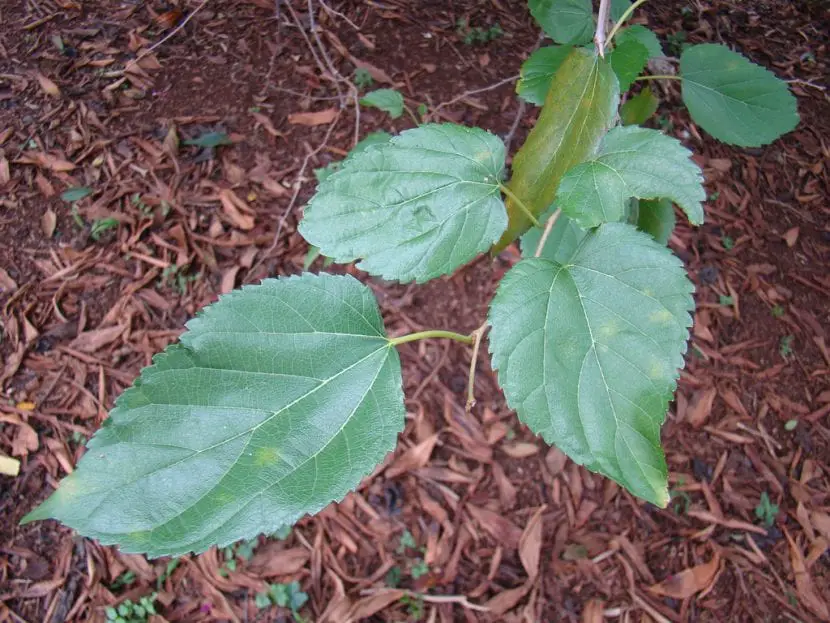 What are the characteristics and uses of mulberry leaf?