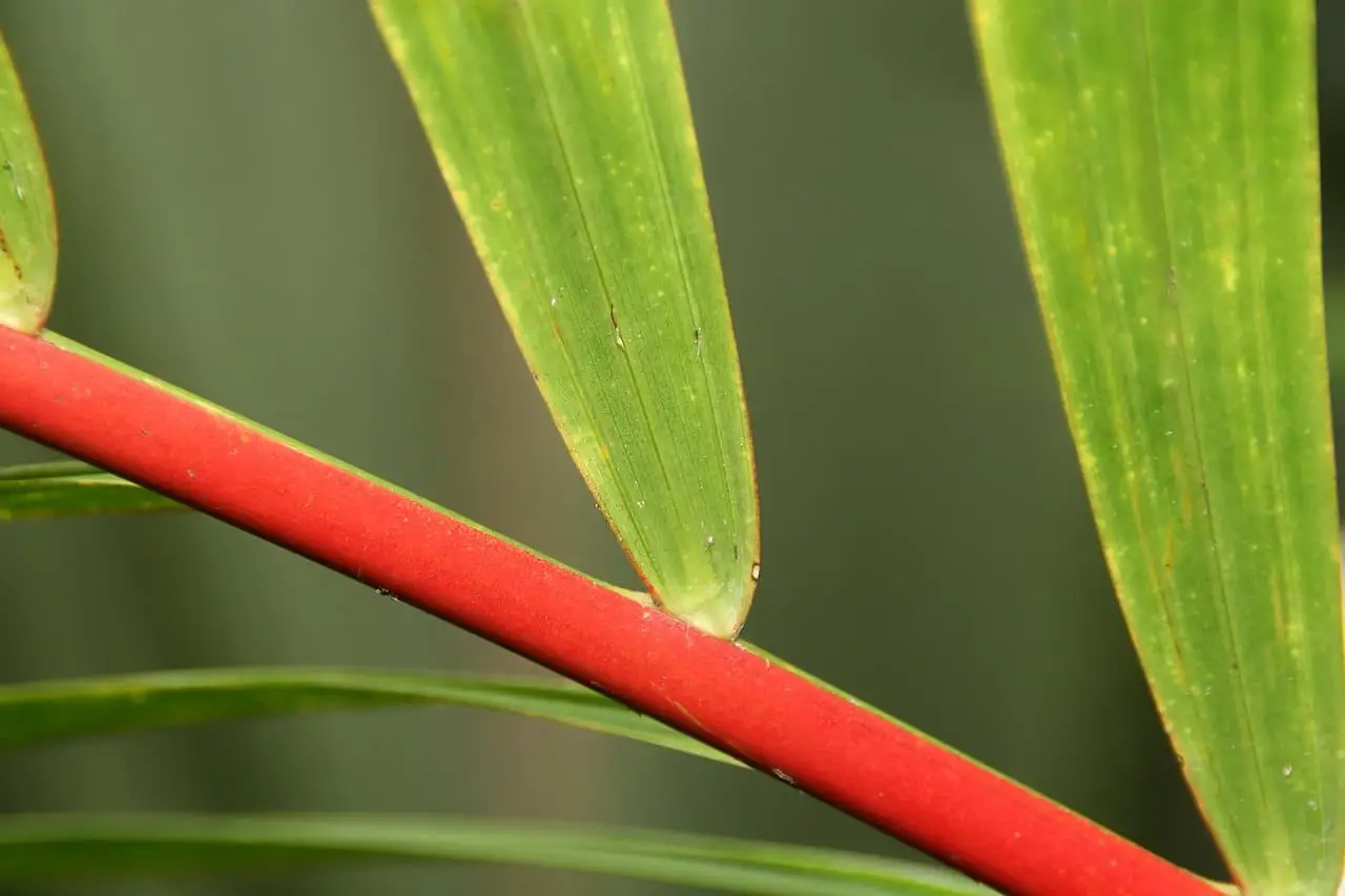 How to care for the Red Palm Tree