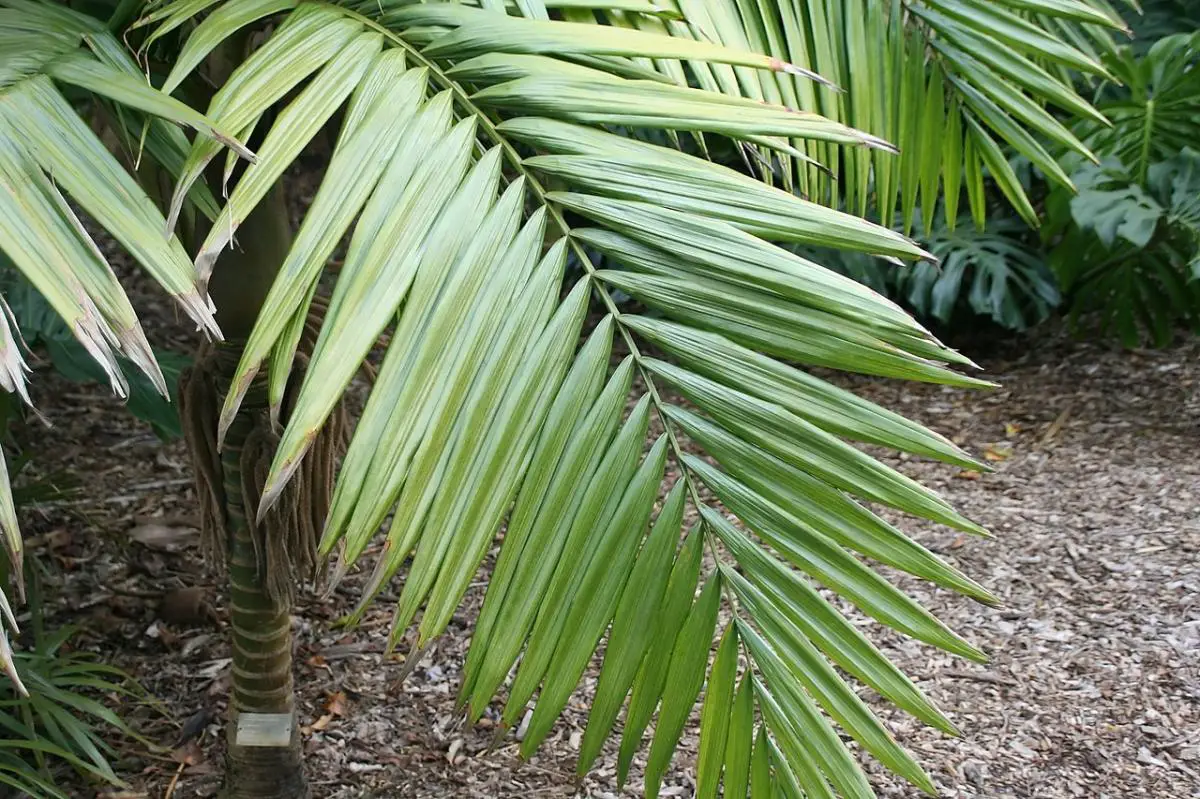 8 exotic palm trees resistant to cold