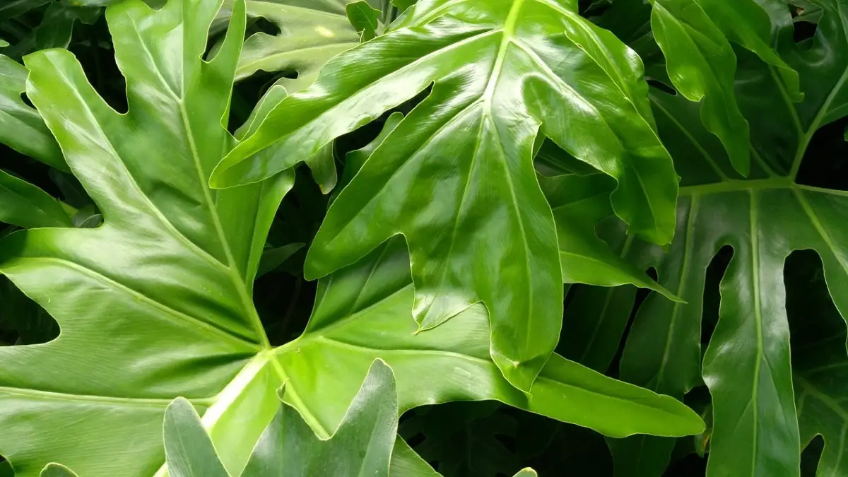 +10 types of Philodendron with which you can decorate your house