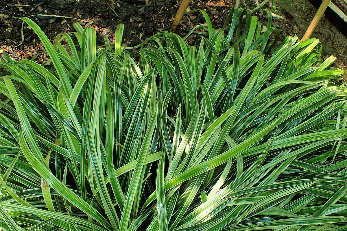 Ophiopogon jaburan: characteristics, cultivation and care