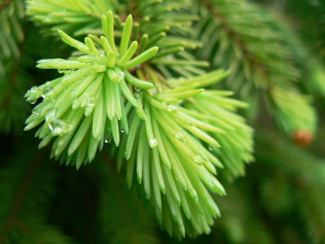 Spruce, everything you have to know about these rustic trees
