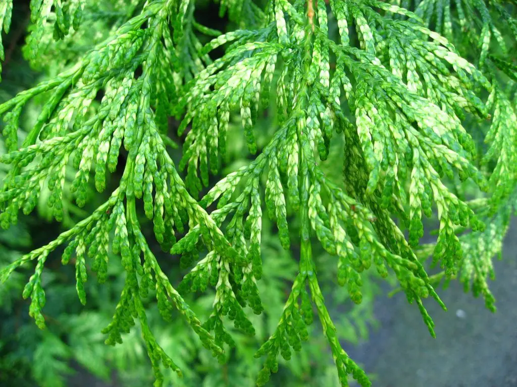 Caring for the Thuja plicata, a giant conifer