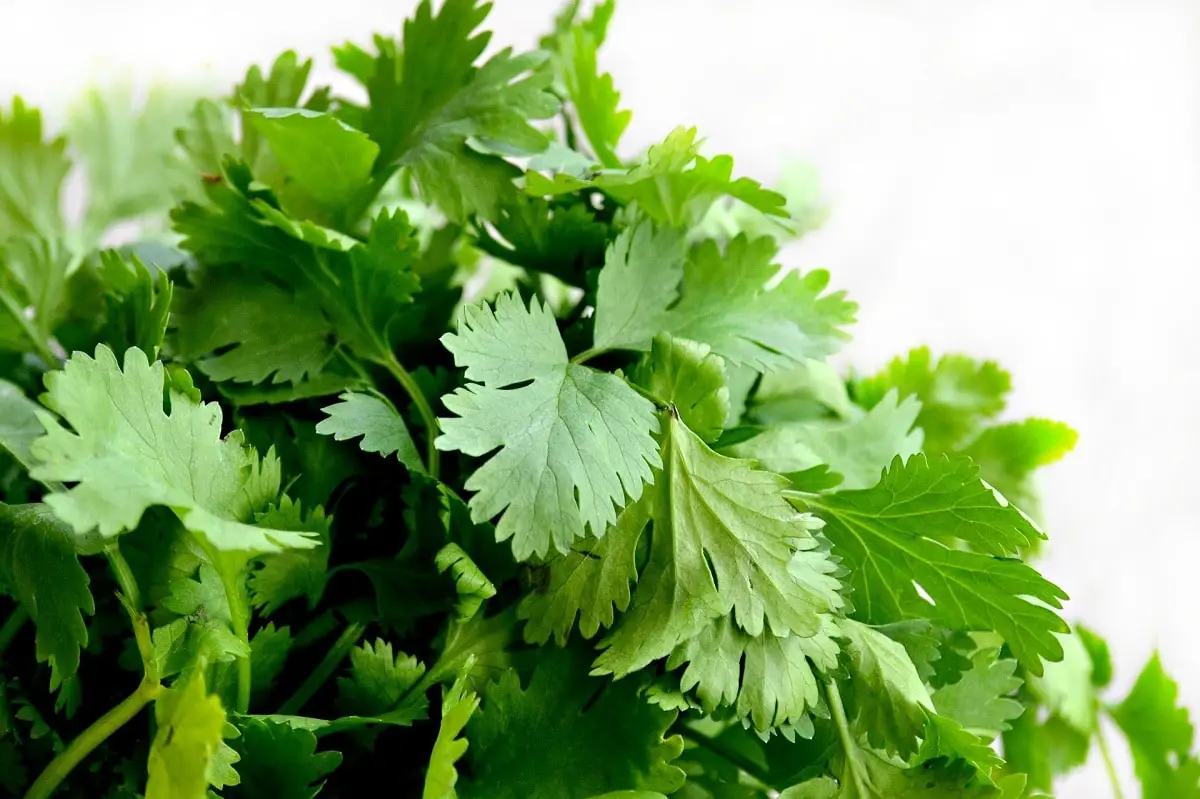 How to care for coriander