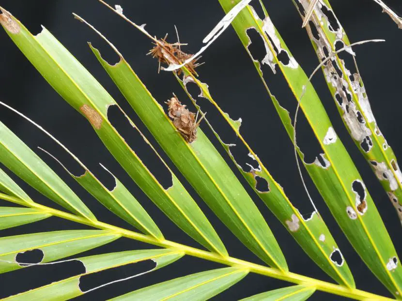 Most common pests and diseases of palm trees