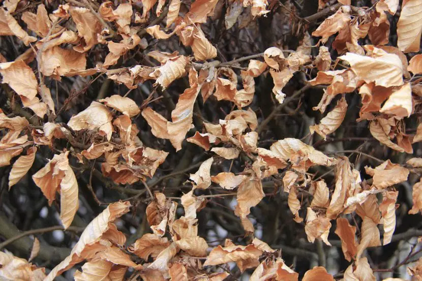 Burnt or dry leaves