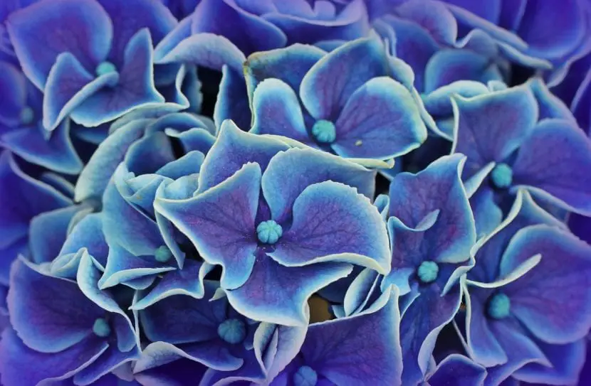 What is the care of hydrangeas?