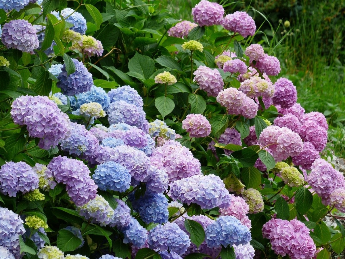 Why hydrangeas do not give flowers